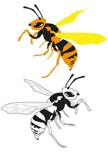 Aseta hyönteisten ampiaiset, musta ampiainen, väri ampiainen. Pistävä hyönteinen, hyönteisten tuholainen. Erillinen vektorikuva valkoisella taustalla - Vektori, kuva