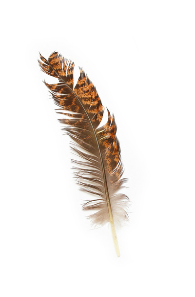 Single feather isolated on white background  - Photo, image