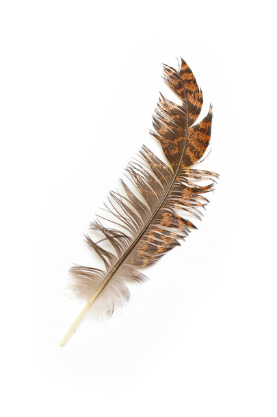 Single feather isolated on white background  - Фото, изображение