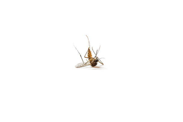 Kuollut hyttynen valkoisella taustalla - Valokuva, kuva