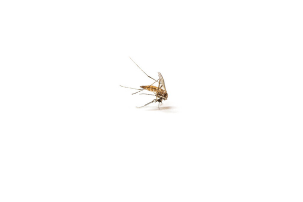 Mosquito muerto sobre fondo blanco aislado - Foto, Imagen