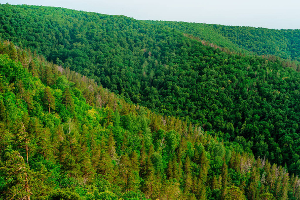 Ein dichter Wald aus grünen Tannen, Tannen und Kiefern - Foto, Bild