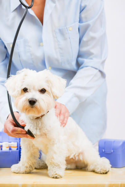 Veterinary treatment - lovely Maltese dog and veterinary - Photo, Image