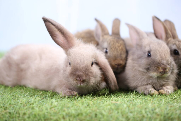 Adorable famille de jeunes lapins en groupe sur herbe verte. Beaux lapins avec rideau blanc comme fond. - Photo, image
