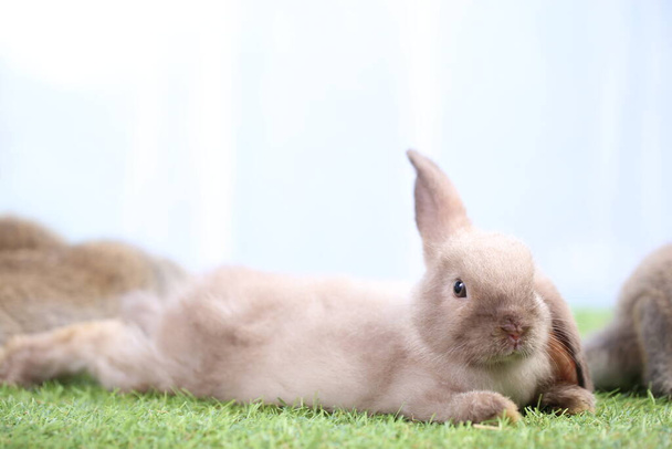 Adorable young rabbits family in group on green grass. Lovely bunnies with white curtain as background. - Photo, Image