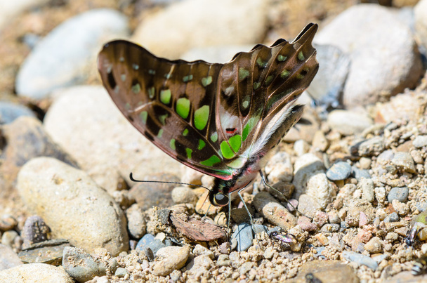 Close up coda Jay farfalla con avere macchie verdi sulle ali
 - Foto, immagini
