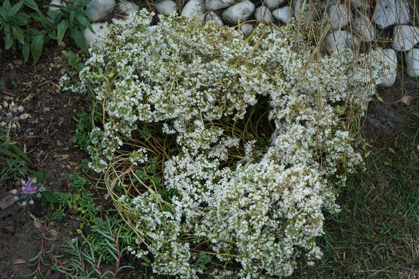 Sedum album es una planta fanerógama perteneciente a la familia Crassulaceae. Berlín, Alemania  - Foto, Imagen