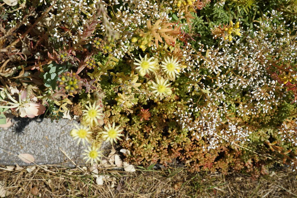 Sempervivum ciliosum, blanco Sedum álbum y amarillo Sedum reflexum florecen en el jardín en junio. Berlín, Alemania  - Foto, Imagen
