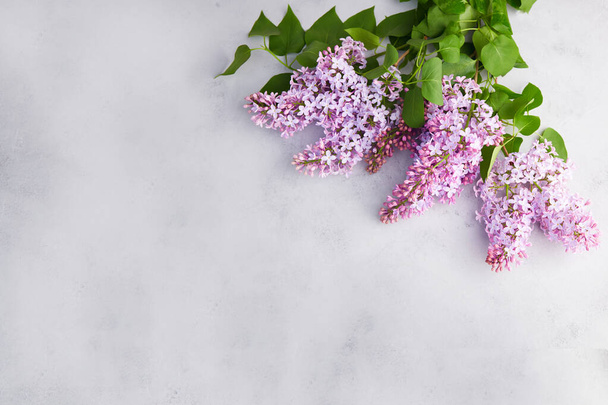 Lilac branches on a grey background. Spring background. Mock up. Lilac flowers.  - Foto, Imagen