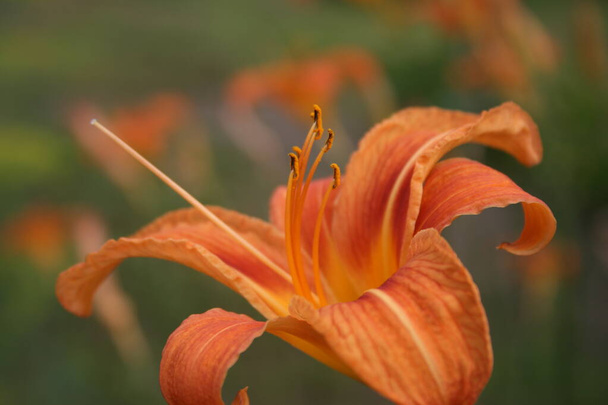 kwiat lilii pomarańczowej - Zdjęcie, obraz