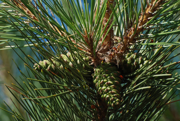 Pinus L. est un genre de conifères de la famille des Pinus. - Photo, image