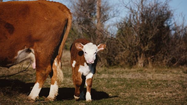 Cielę Hereford z krową w hodowli wołowiny - Zdjęcie, obraz