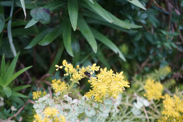 A bumblebee flies over the Sedum reflexum flowers in June. Sedum reflexum or Sedum rupestre, reflexed stonecrop, Jenny's stonecrop, blue stonecrop and trip-madam, is a species of perennial succulent flowering plant in the family Crassulaceae. Berlin  - Photo, Image