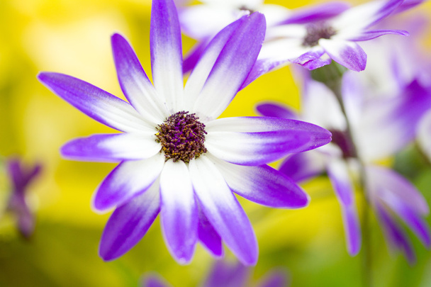 Flor púrpura
 - Foto, Imagen