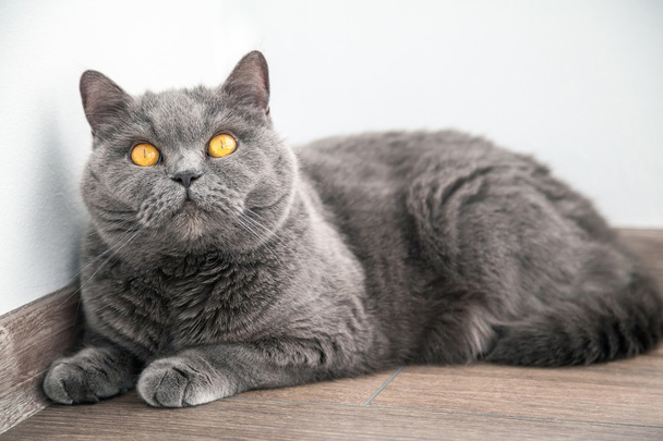 cat with orange eyes looking up - Photo, image