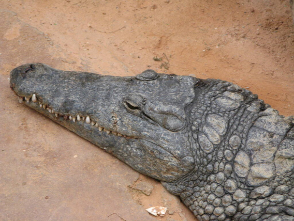 Крокодил амфібійська тварина
 - Фото, зображення