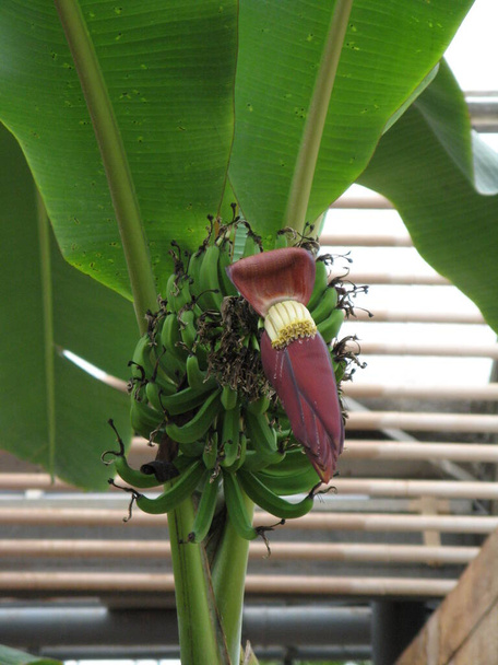 Банановое дерево, тропическое дерево - Фото, изображение