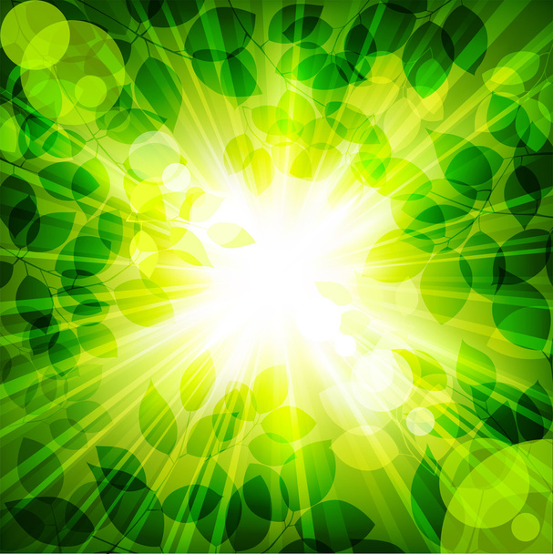 Rays of sun in green leaves. Vector illustration - Vektori, kuva