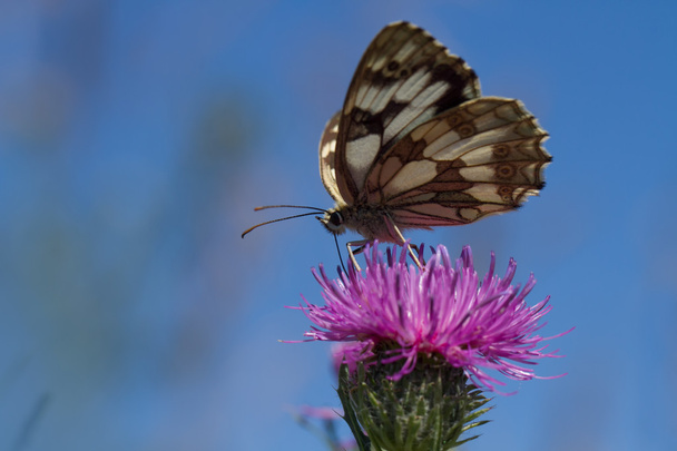 vlinder vliegen in de ochtend natuur - Foto, afbeelding