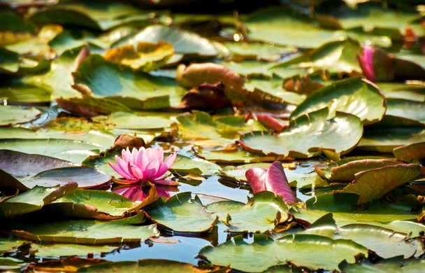 湖の蓮の花 - 写真・画像