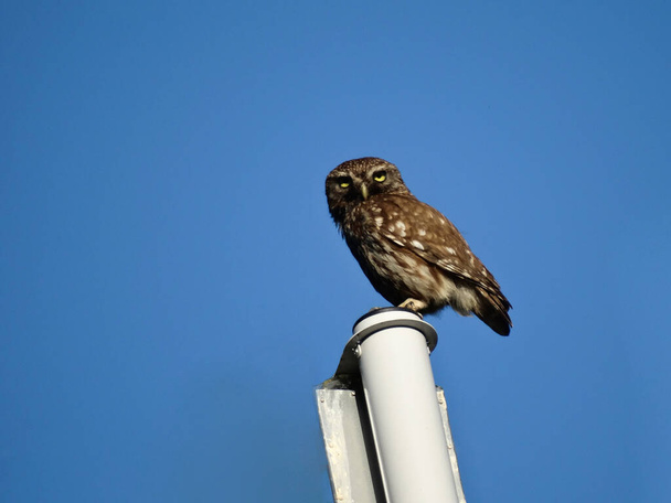 horizontal shot owl athene noctua strigidae wild bird - Photo, Image