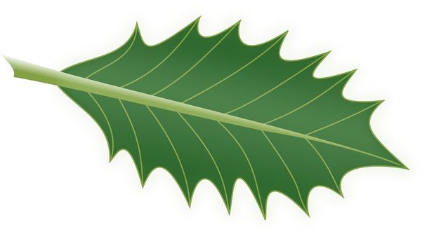 Holly liść - Wektor, obraz
