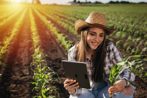 woman farmer in corn filed and examining corn - Фото, изображение