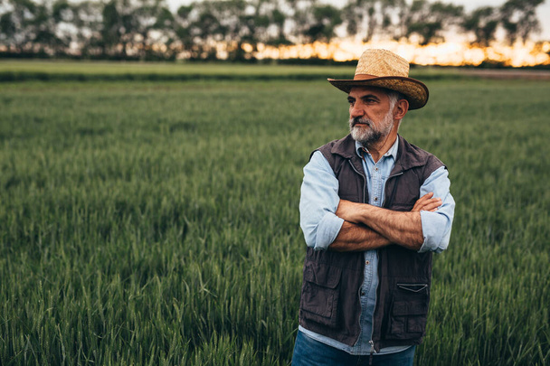 senior man farmer standing on wheat field - Фото, зображення
