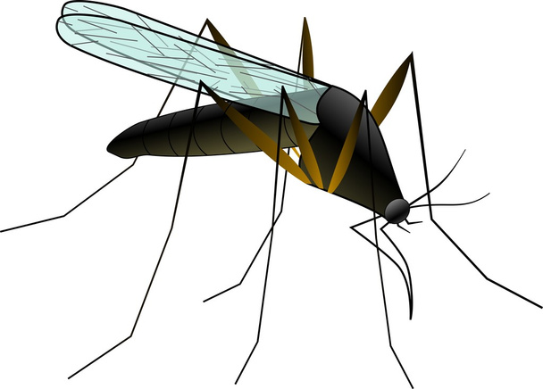 Szúnyog - Vektor, kép