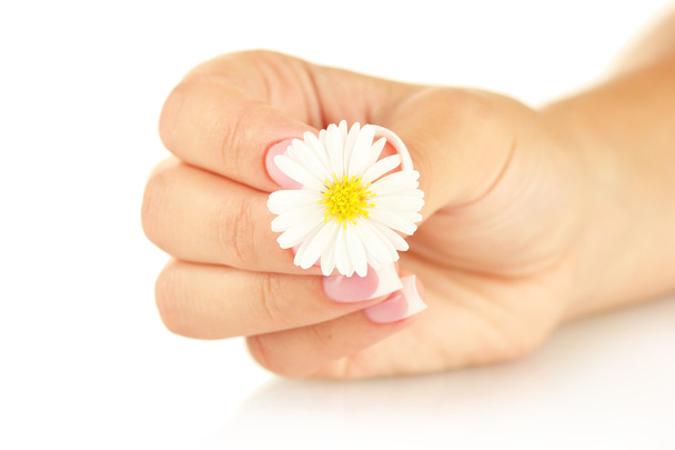 White chrysanthemum with woman's hand - Φωτογραφία, εικόνα