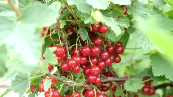 red currant on a branch on a green background - Footage, Video