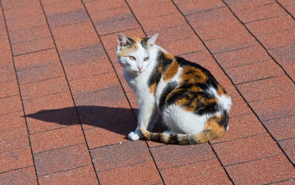 kedi kiremit çatı üzerinde. - Fotoğraf, Görsel