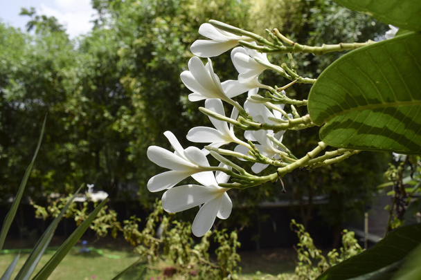 Plumeria alba, Fleurs populaires de l'Inde. Pétale blanche belle fleur fleur bucnh. Houe pelouse arrière-cour la croissance des arbres. Aussi connu sous le nom de Champa fleurs - Photo, image
