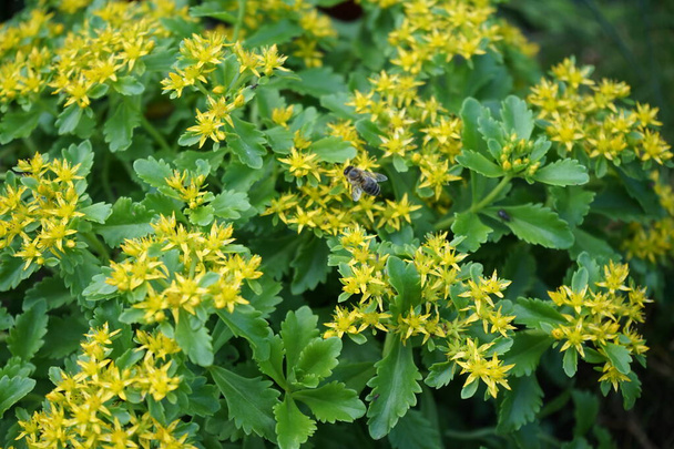 Une abeille vole sur des fleurs jaunes Sedum kamtschaticum var. ellacombianum en juin. Sedum est un genre de plantes de la famille des Crassulaceae. Berlin, Allemagne  - Photo, image
