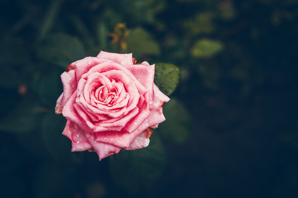 Bella rosa germoglio dopo la pioggia
 - Foto, immagini