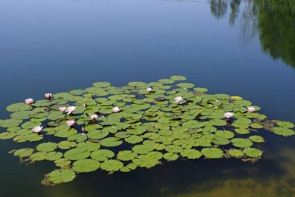 Blooming lotuses in a pond, hot July 2021, Russia, Smolensk region, Kasplya - Photo, Image