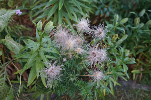 Σπόροι Pulsatilla vulgaris στον κήπο τον Ιούνιο. Το Pulsatilla vulgaris, το pasqueflower, είναι ένα είδος ανθοφόρου φυτού που ανήκει στην οικογένεια των νεραγκούλων, Ranunculaceae. Βερολίνο, Γερμανία   - Φωτογραφία, εικόνα