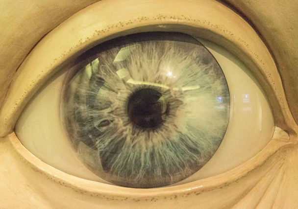 человеческий глаз, орган чувств зрительного восприятия - Фото, изображение