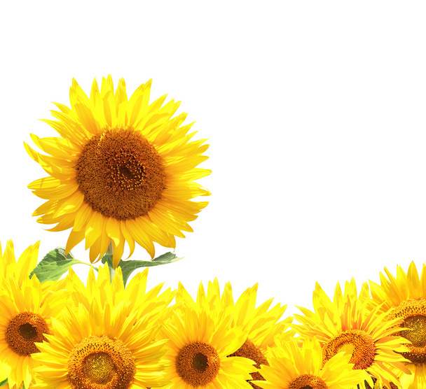 Sunflowers - Zdjęcie, obraz