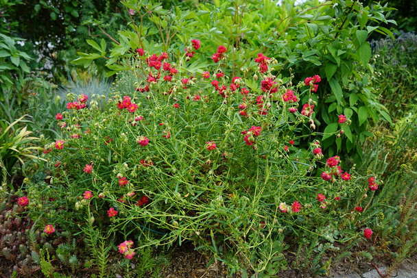 Helianthemum x cultorum 'Cerise Queen' es una planta perenne de color verde invierno que cubre el suelo y brilla con innumerables flores de color rosa. Berlín, Alemania  - Foto, imagen