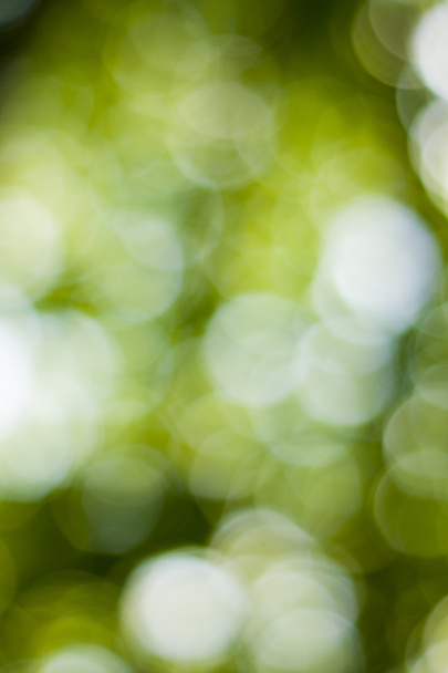 Yumuşak yeşil doğal bokeh arka plan - Fotoğraf, Görsel