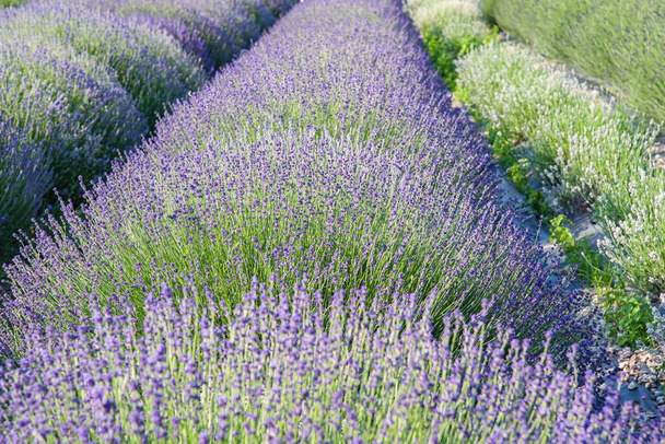maisema kenttä laventeli, violetti kukat .  - Valokuva, kuva