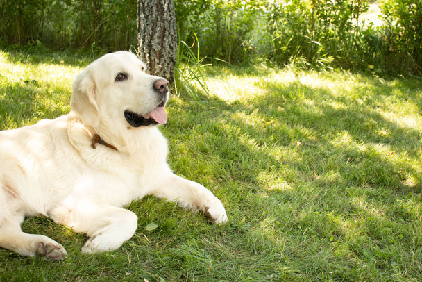 golden retriever lies on a green lawn and looks towards the place for text. - Foto, afbeelding