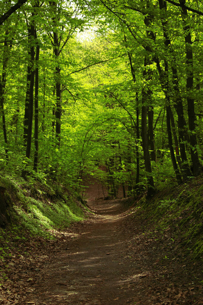 Beautiful landscape with pathway among tall trees in park - Φωτογραφία, εικόνα