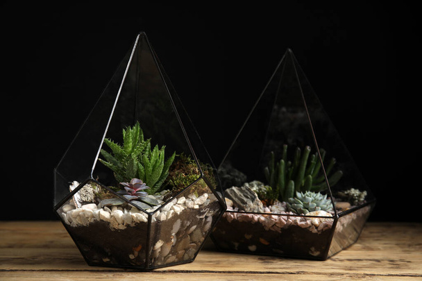Different florariums with beautiful succulents on wooden table against black background - Foto, immagini