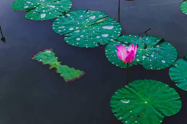 beautiful lotus flower in calm water - Photo, Image