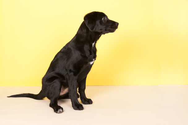 Black dog on yellow - Fotoğraf, Görsel