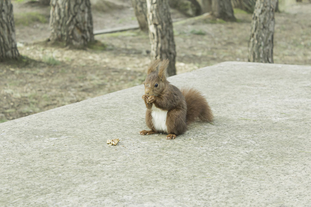 Orava pähkinän kanssa
 - Valokuva, kuva
