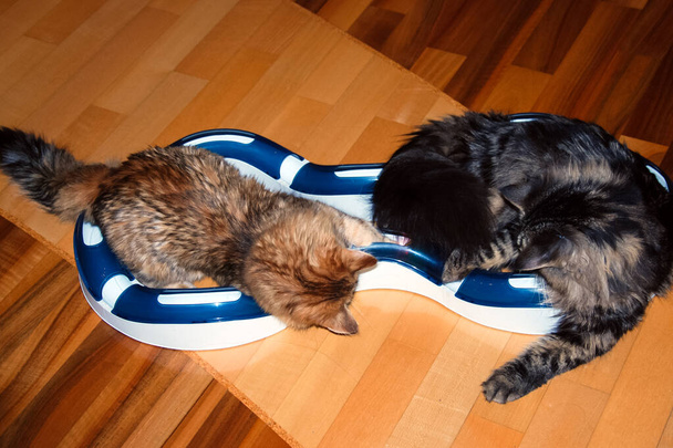 Кошки, милые пушистые домашние животные. kitty - Фото, изображение