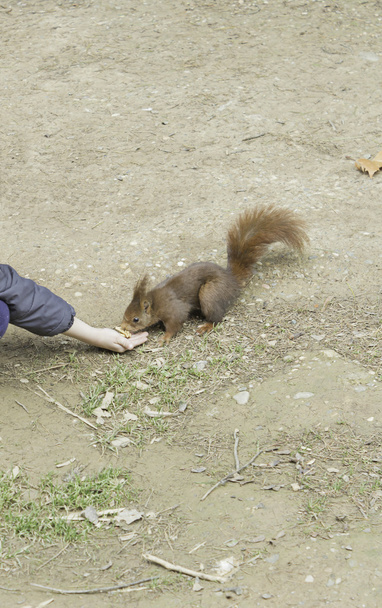 Écureuil dans la nature
 - Photo, image